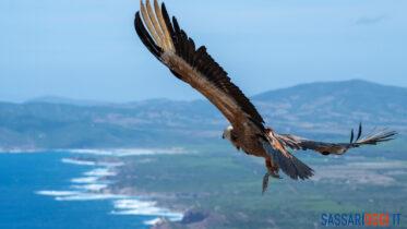 LIFE Safe for Vultures grifoni porto conte monte timidone