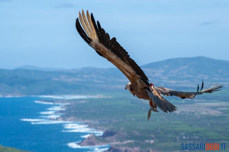 LIFE Safe for Vultures grifoni porto conte monte timidone