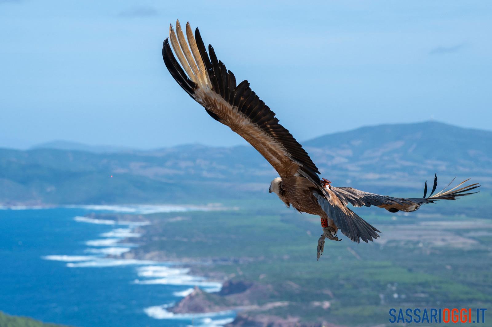 LIFE Safe for Vultures grifoni porto conte monte timidone