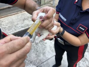 Sei cuccioli salvati dopo l’abbandono sulla 131 a Bonorva