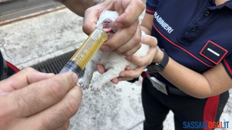 Sei cuccioli salvati dopo l’abbandono sulla 131 a Bonorva