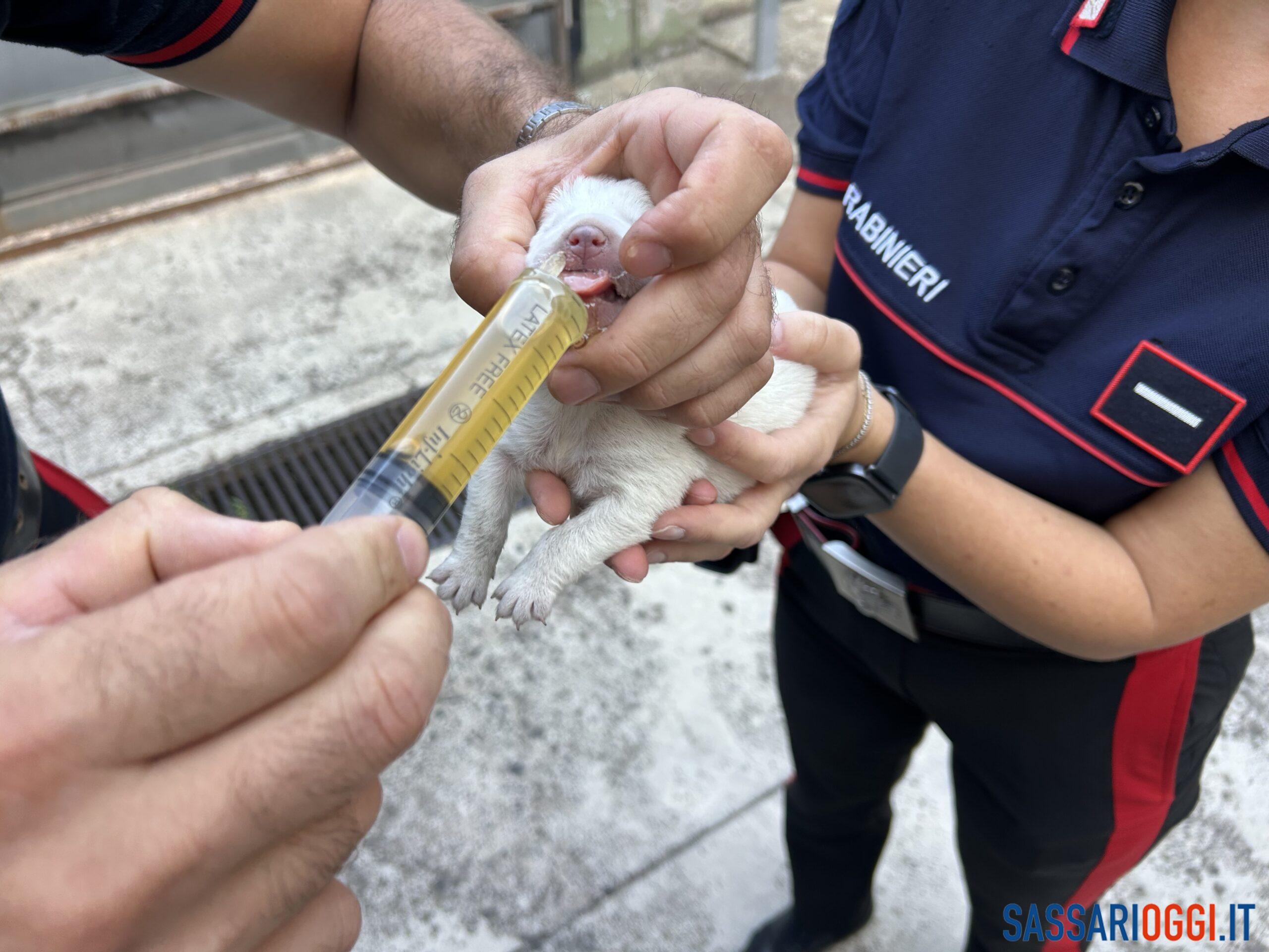 Sei cuccioli salvati dopo l’abbandono sulla 131 a Bonorva