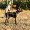 cacciatore cane fucile caccia