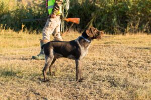 cacciatore cane fucile caccia