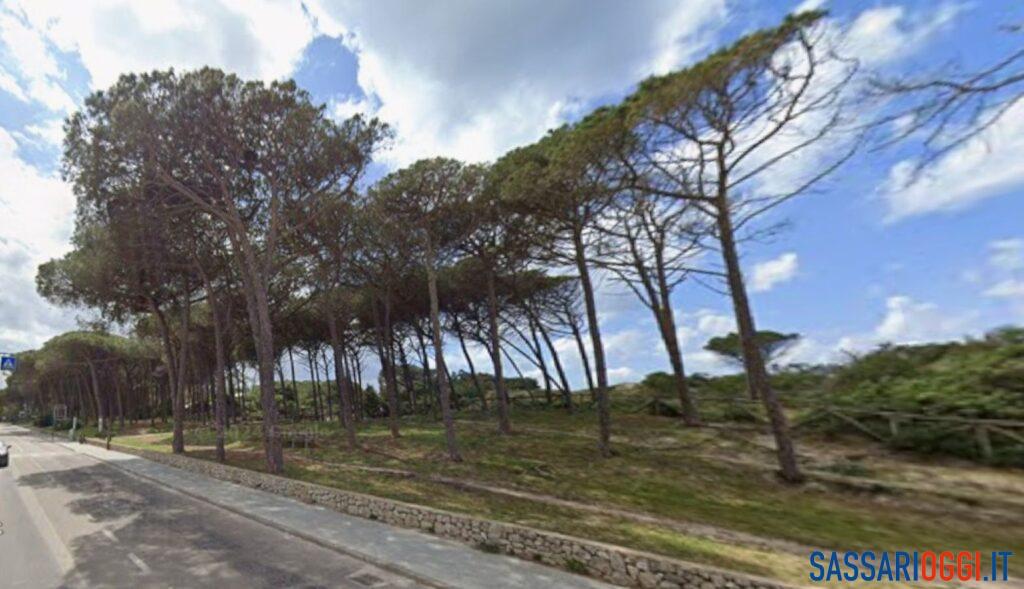 Ad Alghero arrivano 150mila euro per le pinete di Maria Pia e Fertilia